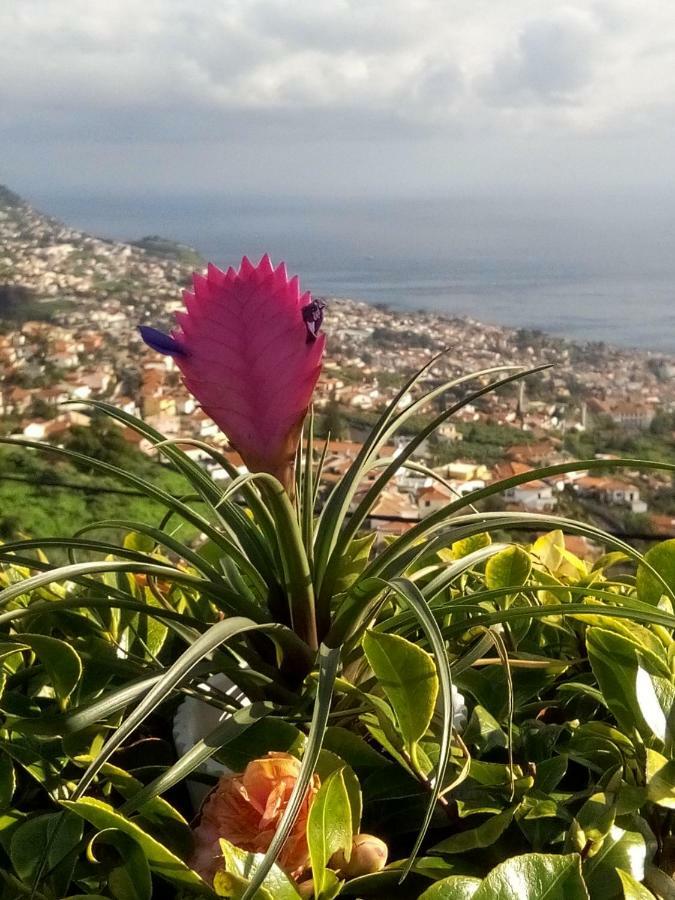 La Chambre De Ker Briac Funchal  Exteriör bild
